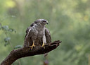 BUITEN BEELD Foto: 337408
