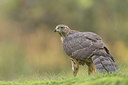 BUITEN BEELD Foto: 337412