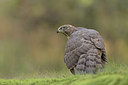BUITEN BEELD Foto: 337414