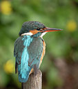 BUITEN BEELD Foto: 337427