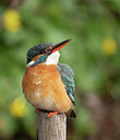 BUITEN BEELD Foto: 337430