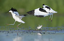 BUITEN BEELD Foto: 337457