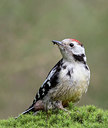 BUITEN BEELD Foto: 337459