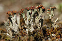 BUITEN BEELD Foto: 337499