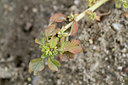 BUITEN BEELD Foto: 337552