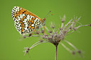 BUITEN BEELD Foto: 337568