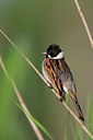 BUITEN BEELD Foto: 337580