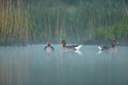 BUITEN BEELD Foto: 337651
