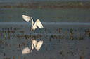 BUITEN BEELD Foto: 337661