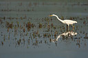BUITEN BEELD Foto: 337664
