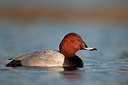BUITEN BEELD Foto: 337772