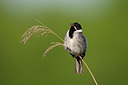 BUITEN BEELD Foto: 337776