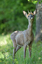 BUITEN BEELD Foto: 337806