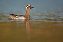 BUITEN BEELD Foto: 337852