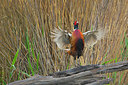 BUITEN BEELD Foto: 337910