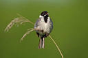 BUITEN BEELD Foto: 337911