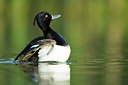 BUITEN BEELD Foto: 337935
