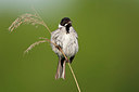 BUITEN BEELD Foto: 337966