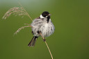 BUITEN BEELD Foto: 338010