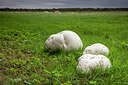 BUITEN BEELD Foto: 338067