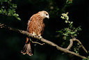 BUITEN BEELD Foto: 338139