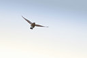 BUITEN BEELD Foto: 338219