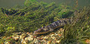 BUITEN BEELD Foto: 338433