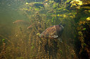 BUITEN BEELD Foto: 338436