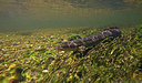 BUITEN BEELD Foto: 338456