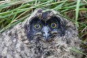 BUITEN BEELD Foto: 338534