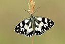 BUITEN BEELD Foto: 338588