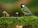 BUITEN BEELD Foto: 338618