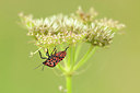 BUITEN BEELD Foto: 338659