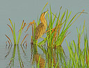 BUITEN BEELD Foto: 338689