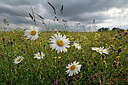 BUITEN BEELD Foto: 338737