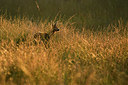 BUITEN BEELD Foto: 338791