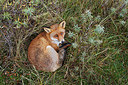 BUITEN BEELD Foto: 338800