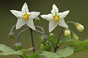 BUITEN BEELD Foto: 338804