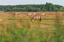 BUITEN BEELD Foto: 338841