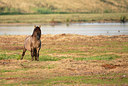 BUITEN BEELD Foto: 338860