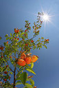 BUITEN BEELD Foto: 338867