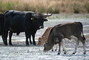 BUITEN BEELD Foto: 338870