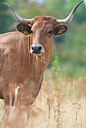 BUITEN BEELD Foto: 338877