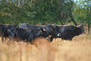 BUITEN BEELD Foto: 338889