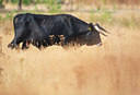 BUITEN BEELD Foto: 338898