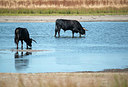 BUITEN BEELD Foto: 338917