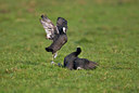 BUITEN BEELD Foto: 33123