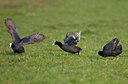 BUITEN BEELD Foto: 33124