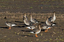 BUITEN BEELD Foto: 33175