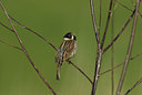 BUITEN BEELD Foto: 33187